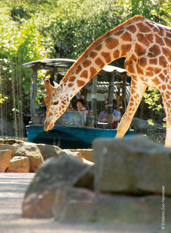 giraffe hannover