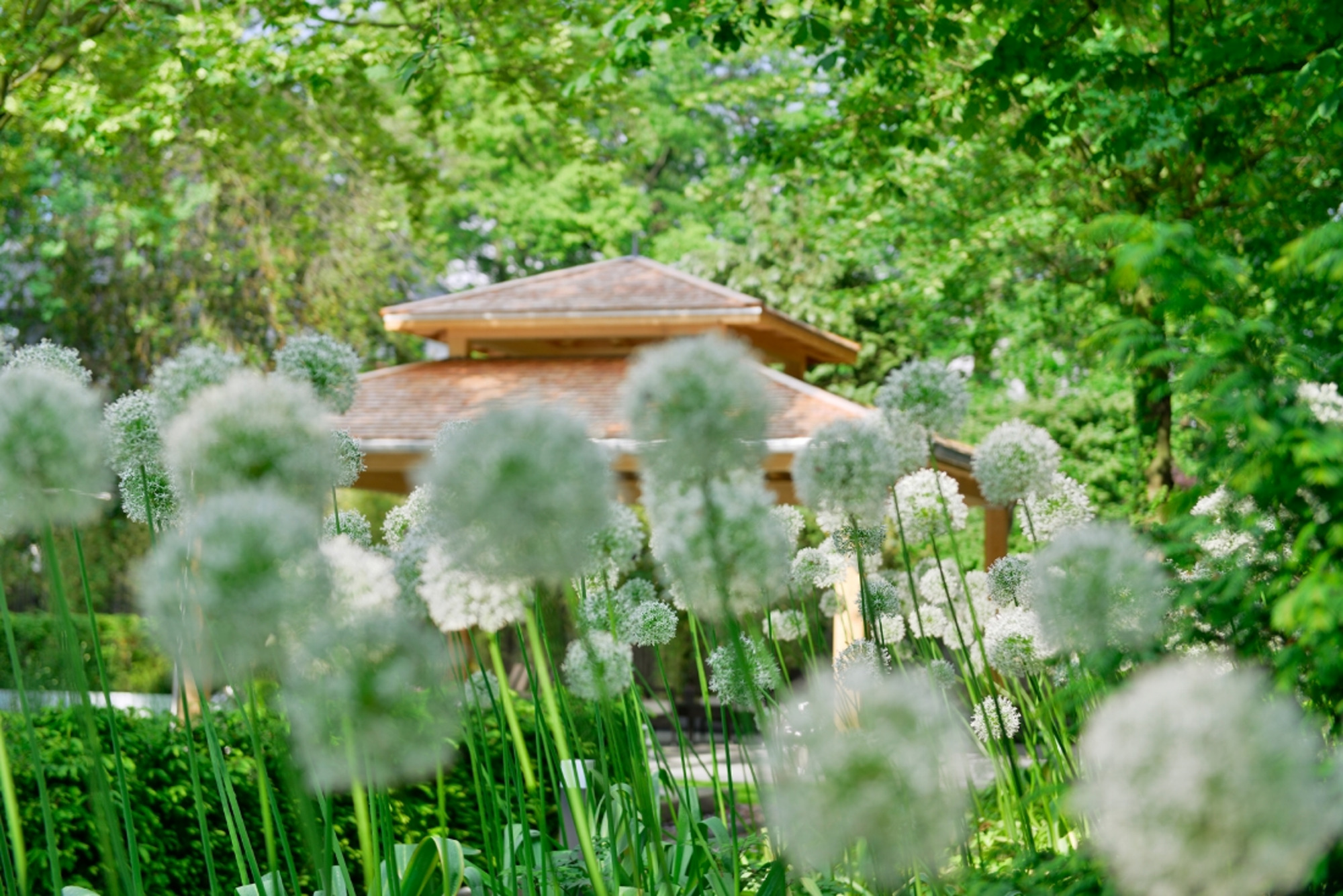 Japanischer Pavillon im Best Western Premier Parkhotel Kronsberg mit Blick ins Grüne