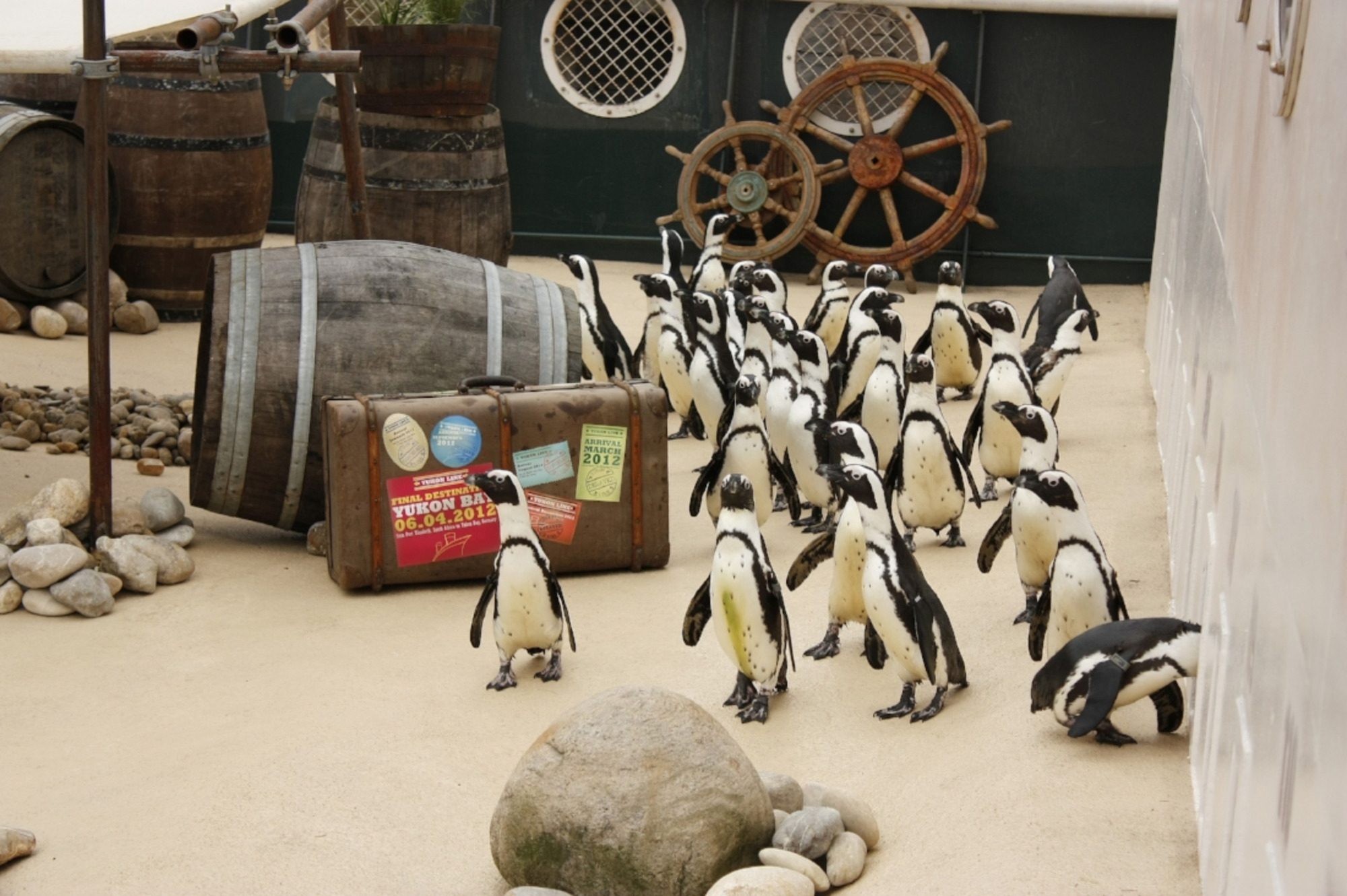 Kleine Pinguine im Erlebnis Zoo Hannover