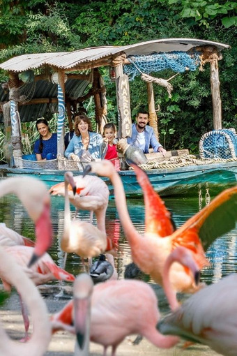 Erlebnis Zoo Hannover_Flamingos