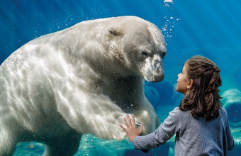 Erlebnis-Zoo Eisbär