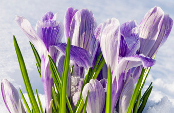 Familienbrunch im Best Western Premier Parkhotel Kronsberg